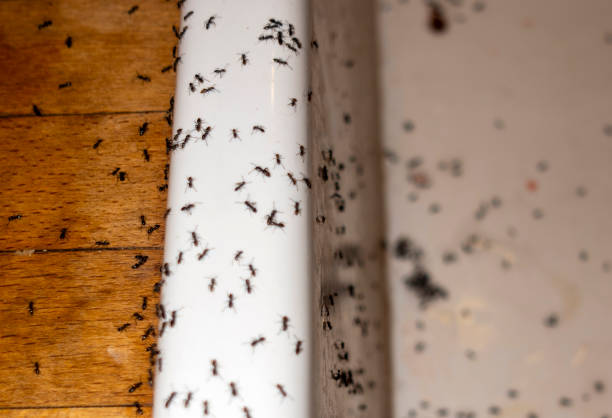 Best Ant Control Services  in Westwood Shores, TX