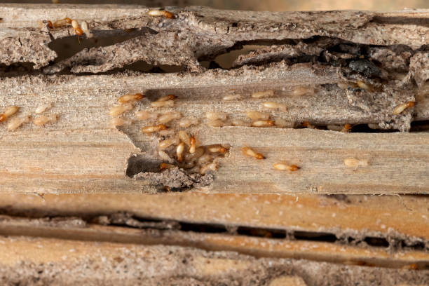 Best Exterminator Services  in Westwood Shores, TX