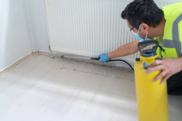 Best Wasp Removal Services  in Westwood Shores, TX